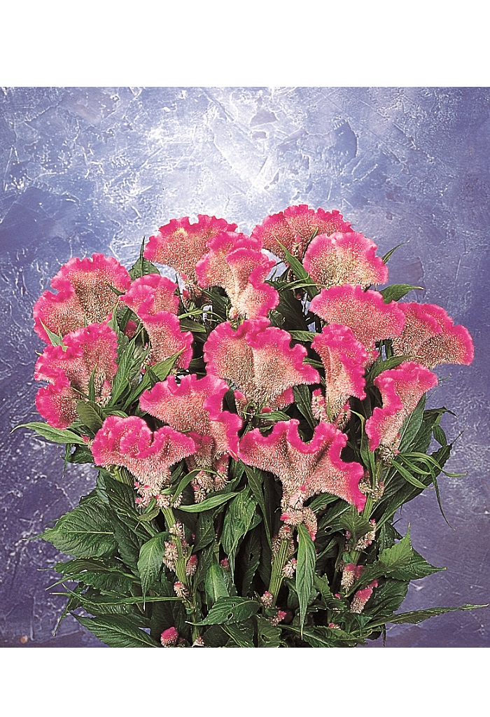 05-008_ｾﾛｼｱ　ﾏｰﾁﾝ　ﾋﾟﾝｸ