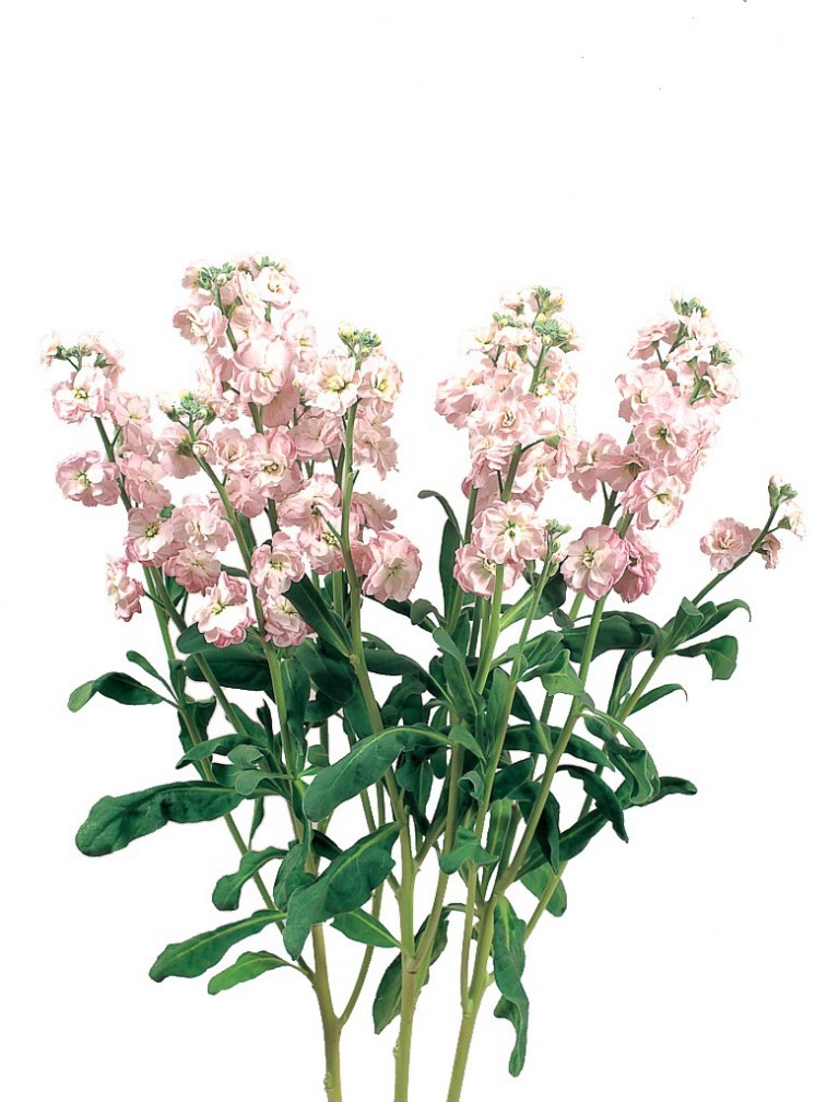 カルテットクールピンク