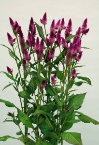 05-030_ルビーパフェ