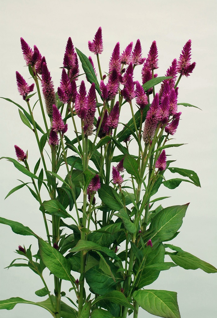 05-030_ルビーパフェ