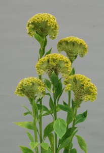 05-016_ケイトウ・グリーンサンゴ