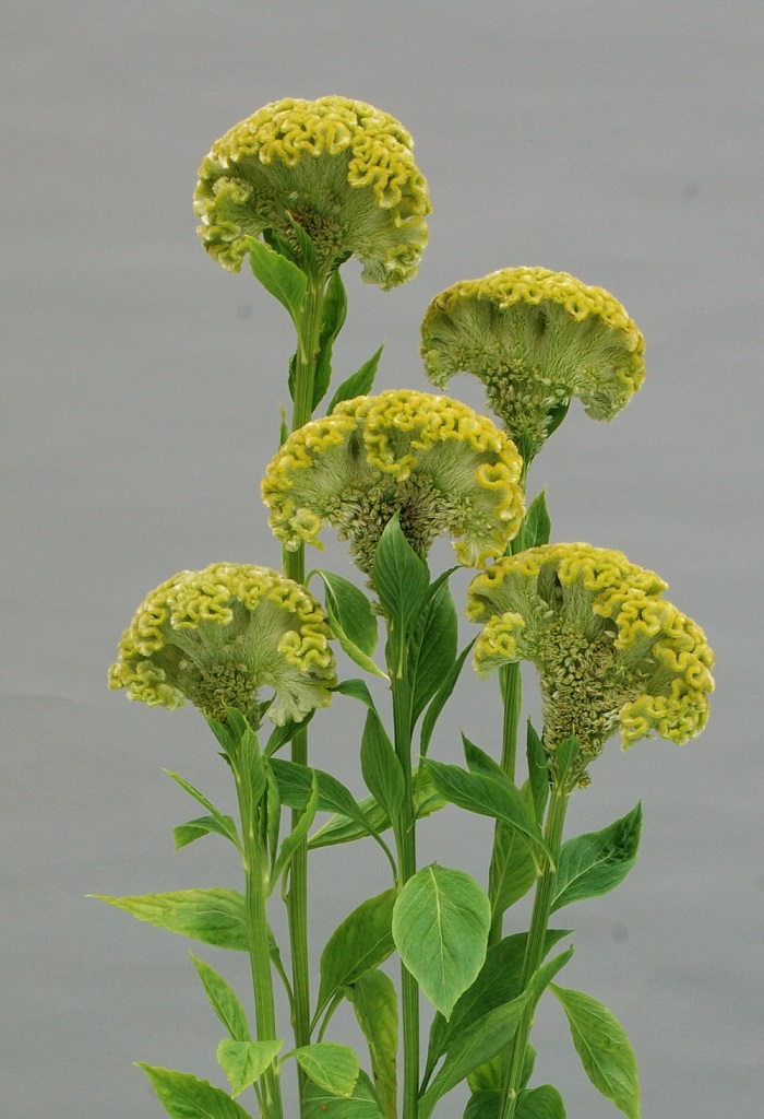 05-016_ケイトウ・グリーンサンゴ