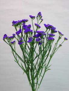 06-004_プライムバイオレット_2009