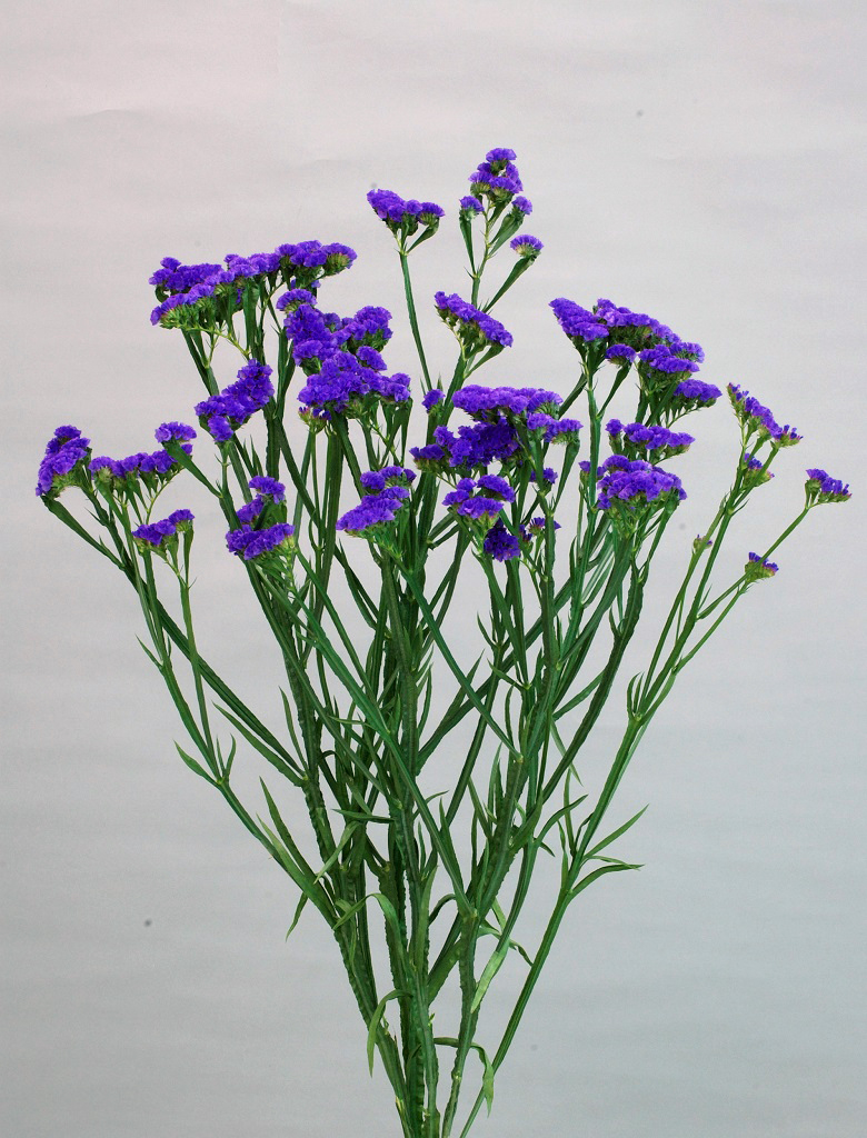 06-004_プライムバイオレット_2009