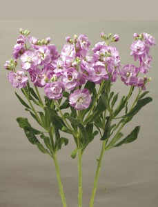 07-017_ｽﾄｯｸ_ｶﾙﾃｯﾄﾏﾘﾝ_2014_