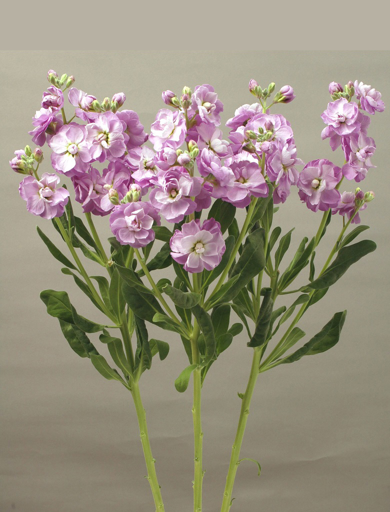 07-017_ｽﾄｯｸ_ｶﾙﾃｯﾄﾏﾘﾝ_2014_