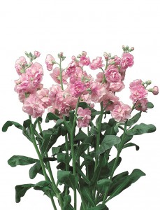 07-004_ｽﾄｯｸ_ｶﾙﾃｯﾄ　ﾗﾌﾞﾘｰ