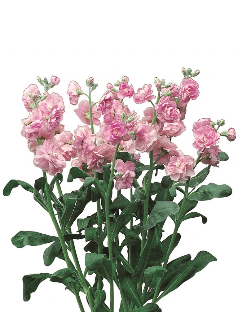 07-004_ｽﾄｯｸ_ｶﾙﾃｯﾄ　ﾗﾌﾞﾘｰ