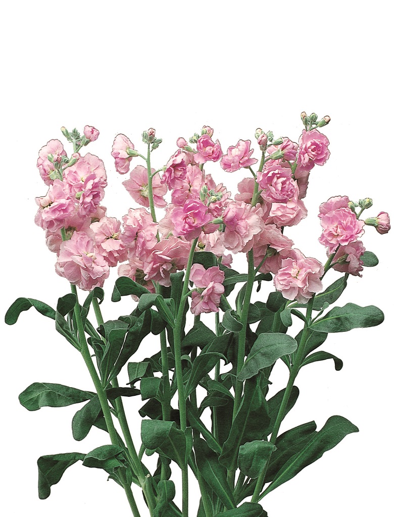 07-004_ｽﾄｯｸ_ｶﾙﾃｯﾄ　ﾗﾌﾞﾘｰ