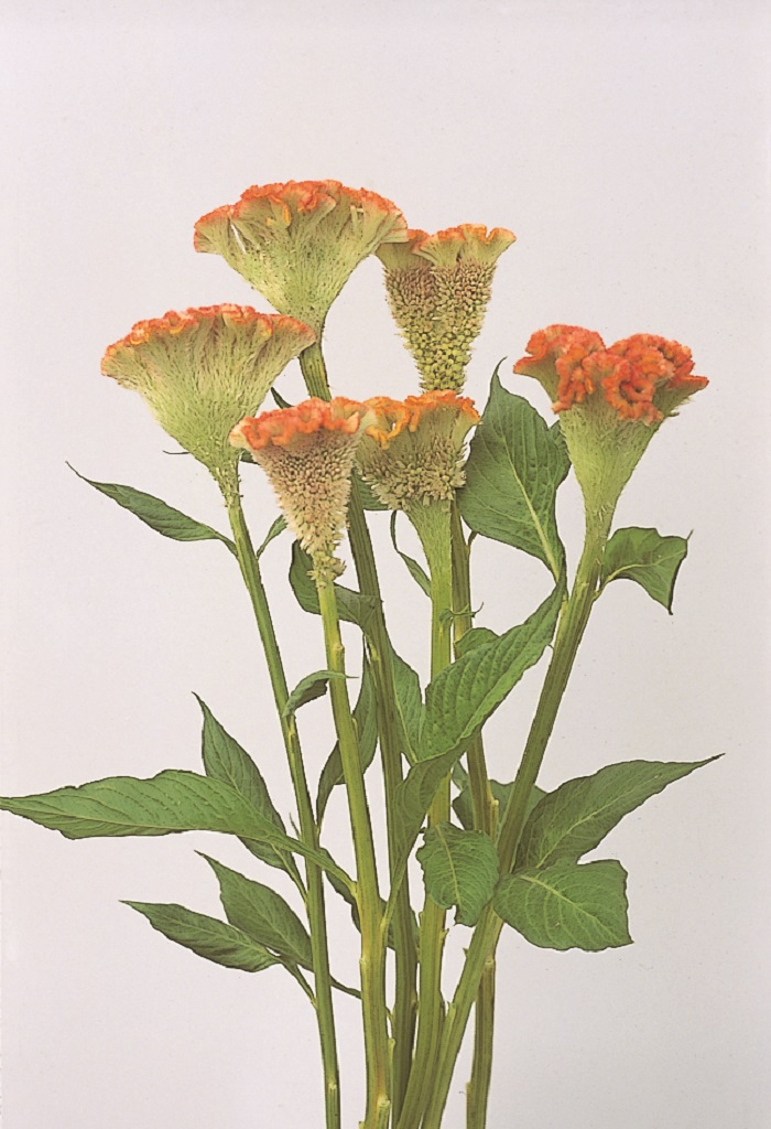 05-017_ｾﾛｼｱ　ｸﾘｽﾀﾙﾋﾞｭｰﾃｨ