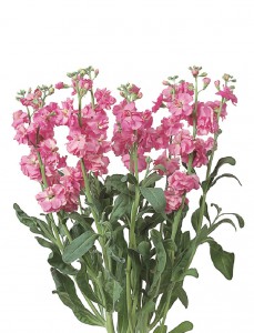 07-007_ｽﾄｯｸ_ｶﾙﾃｯﾄ　ﾋﾟﾝｸ