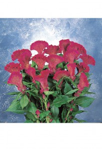 05-009_ｾﾛｼｱ　ﾏｰﾁﾝ　ﾊﾟｰﾌﾟﾙ