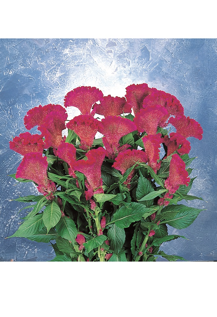 05-009_ｾﾛｼｱ　ﾏｰﾁﾝ　ﾊﾟｰﾌﾟﾙ