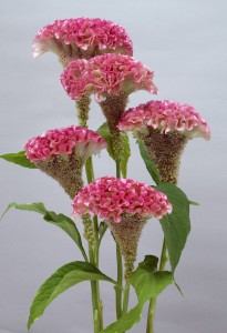 05-011_セロシア_ボンベイピンク