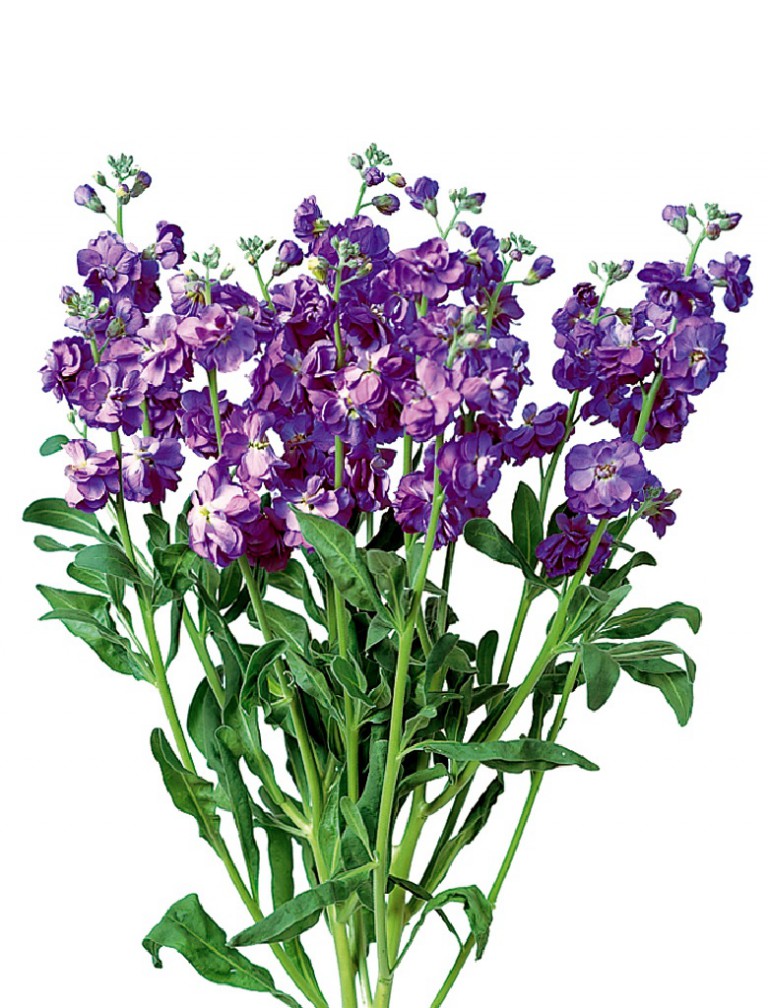 07-015_ｽﾄｯｸ_ｶﾙﾃｯﾄ　ﾌﾞﾙｰ