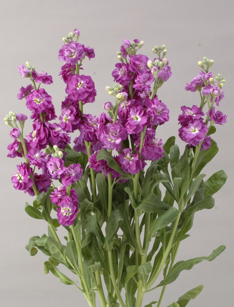 07-023_ｽﾄｯｸ_ｶﾙﾃｯﾄﾌﾞﾙ-ﾌﾗｯｼｭ