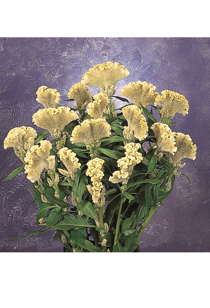 05-010_ｾﾛｼｱ　ﾏｰﾁﾝ　ｲｴﾛｰ