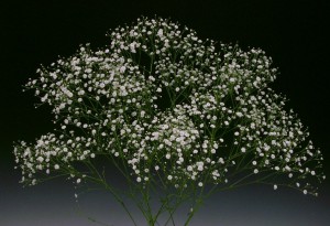 03-001_アルタイル