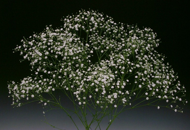 03-001_アルタイル