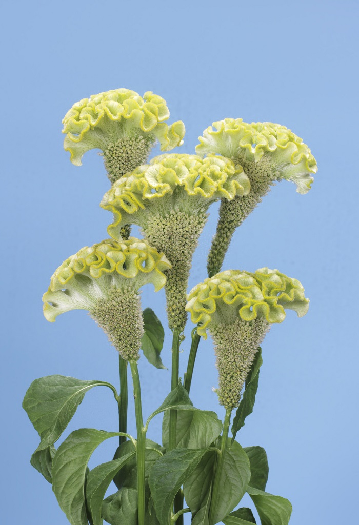 05-015_スプリンググリーン