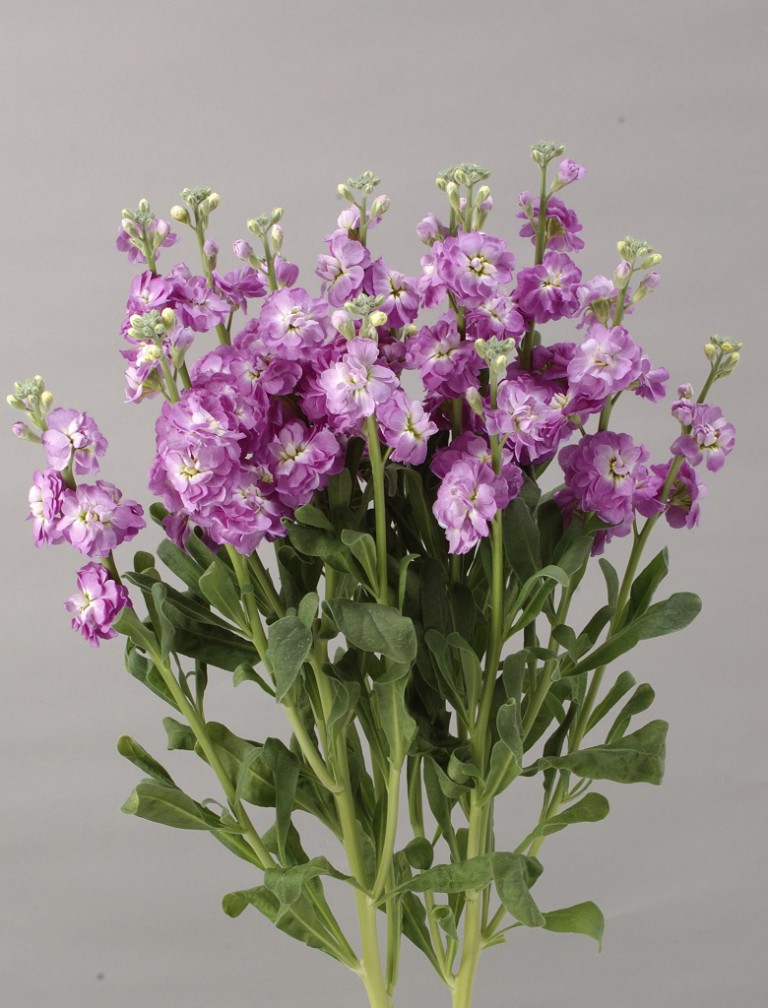 07-022_ｽﾄｯｸ_ｶﾙﾃｯﾄﾏﾘﾝﾌﾗｯｼｭ_2009