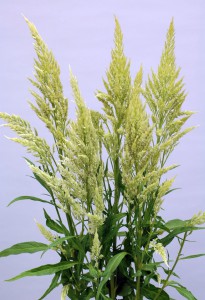 05-029_シルフィード