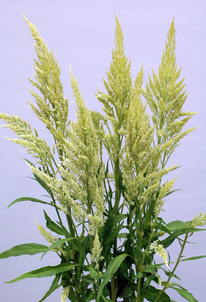 05-029_シルフィード