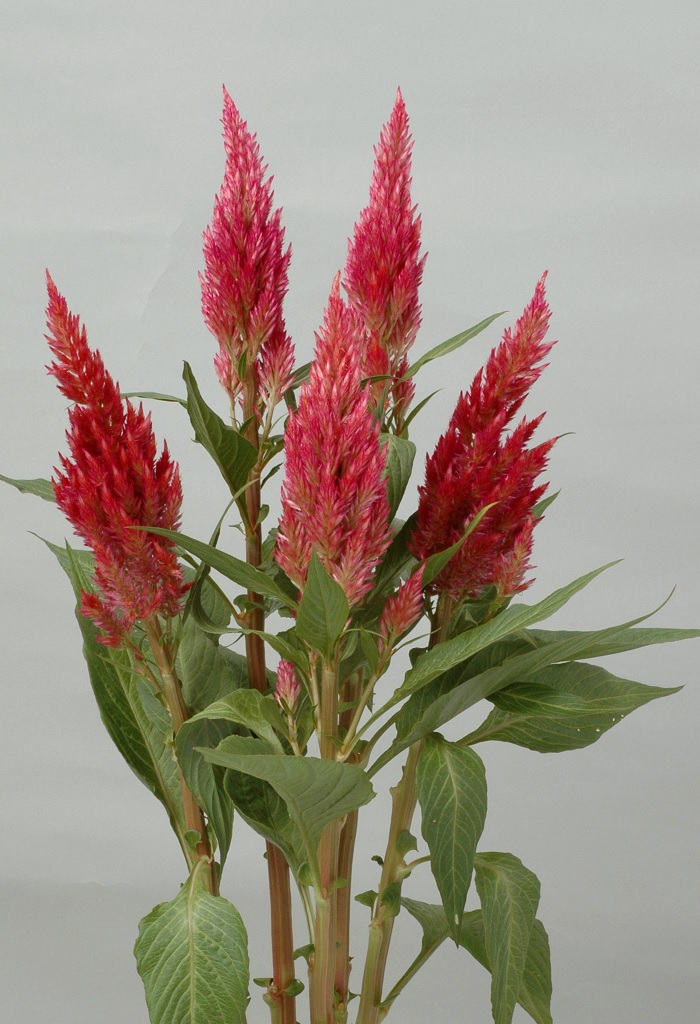 05-023_サンデーダークピンク_2012