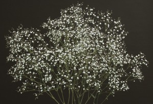 03-005_ビッグミスター