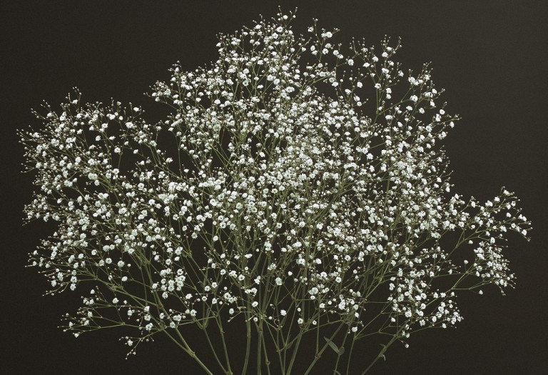 03-005_ビッグミスター