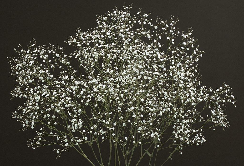 03-005_ビッグミスター