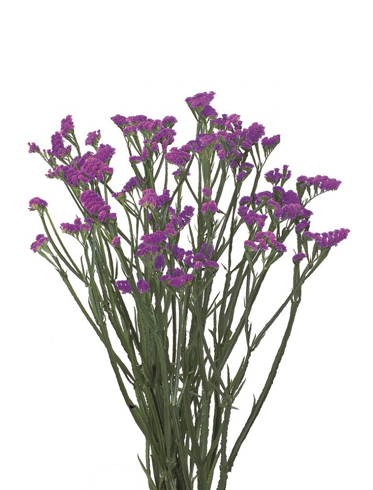 06-002_サンデーバイオレット_2003