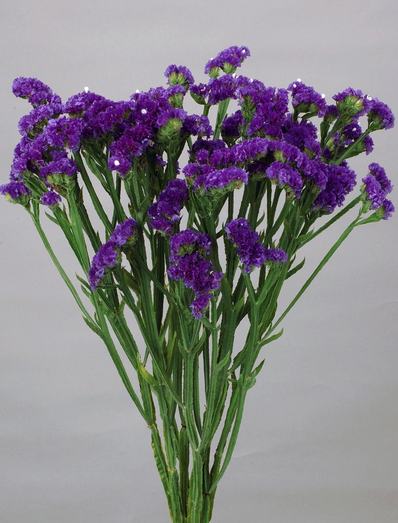 06-014_ｽﾀｰﾁｽ_ﾀﾞｲﾅﾐｯｸﾊﾞｲｵﾚｯﾄ