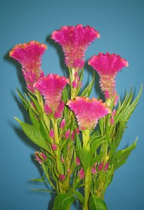 05-020_デリーレインボー_2006