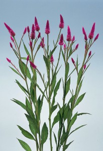 05-031_ｾﾛｼｱ　ﾛｰｽﾞﾍﾞﾘｰﾊﾟﾌｪ