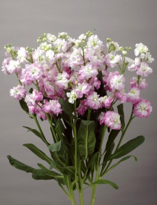 07-019_ｽﾄｯｸ_ｶﾙﾃｯﾄﾋﾟﾝｸﾌﾗｯｼｭ