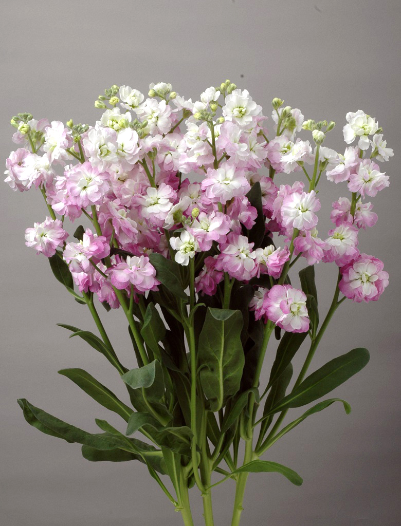 07-019_ｽﾄｯｸ_ｶﾙﾃｯﾄﾋﾟﾝｸﾌﾗｯｼｭ