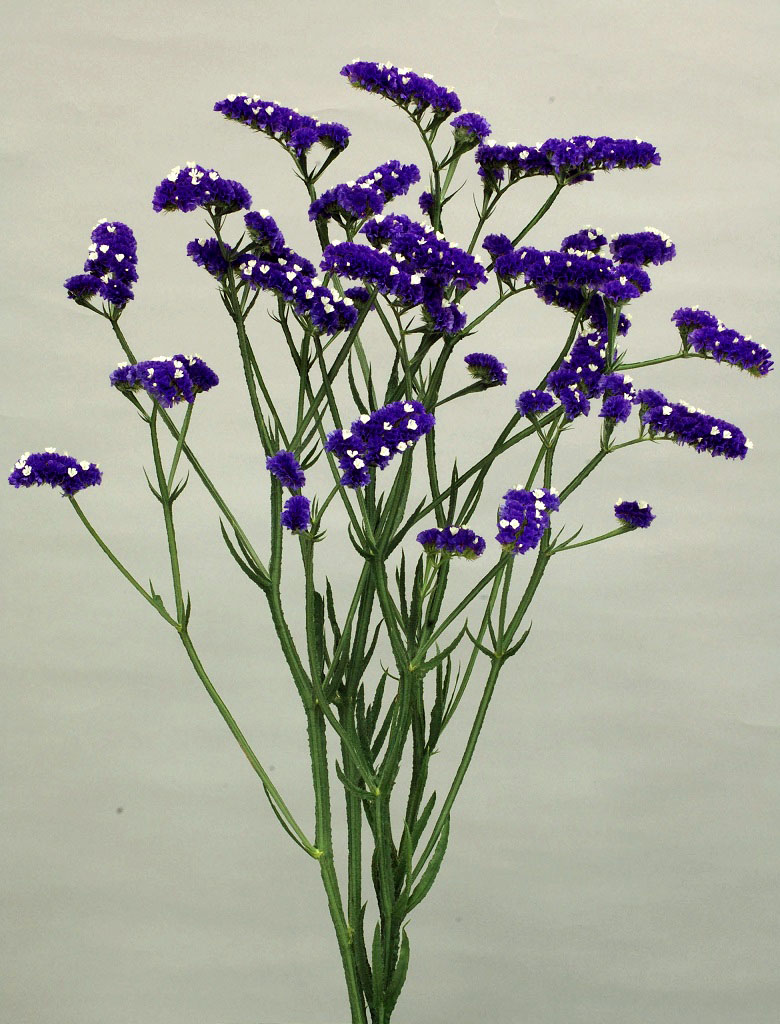 06-017_ノーブルヴィオレッタ_2009