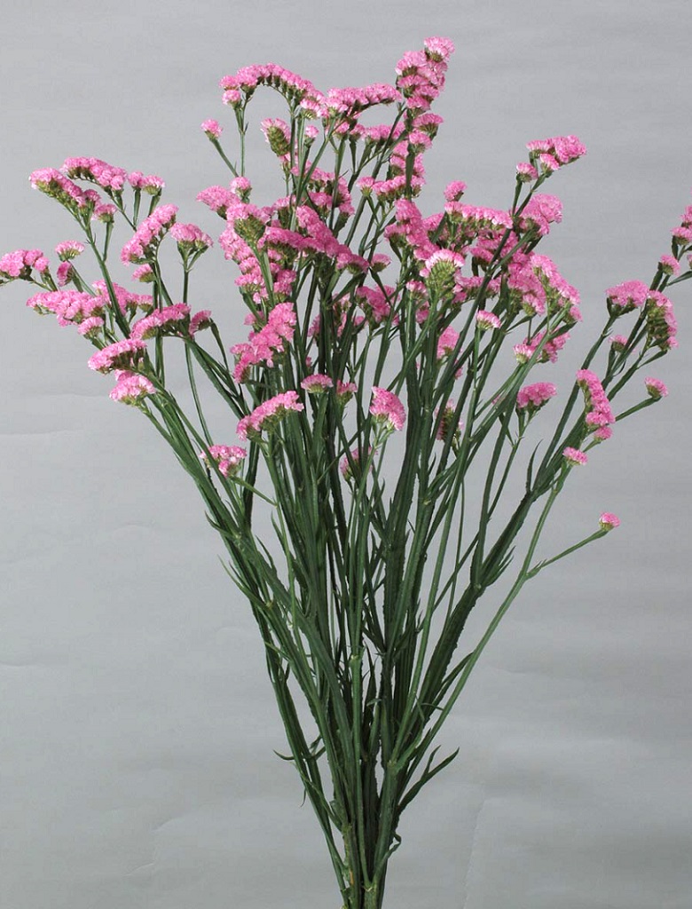 06-006_メトロピンク（10ZJ）_