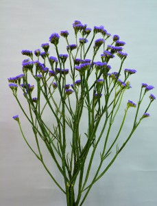 06-001_ｻﾝﾊﾞｲﾌﾞﾙｰ