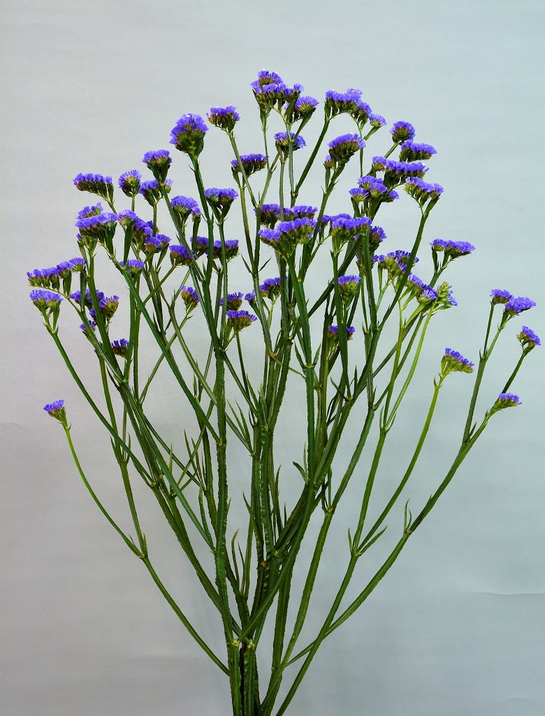 06-001_ｻﾝﾊﾞｲﾌﾞﾙｰ