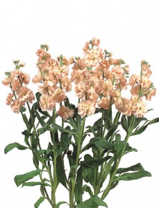 カルテットアプリコットⅡ