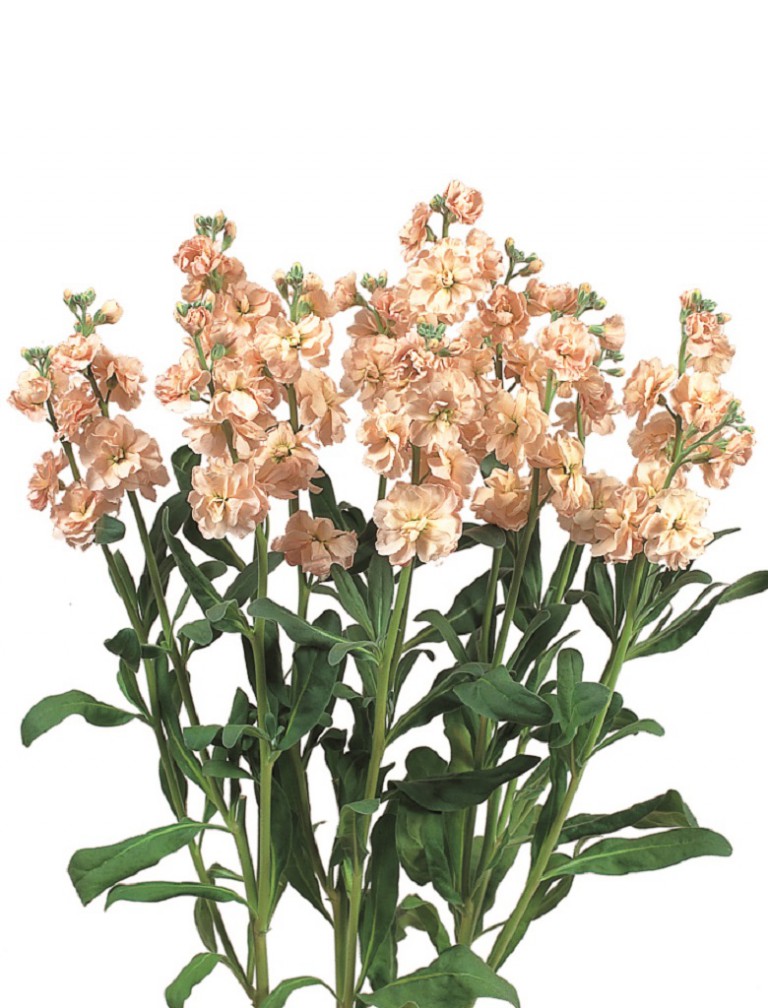 カルテットアプリコットⅡ