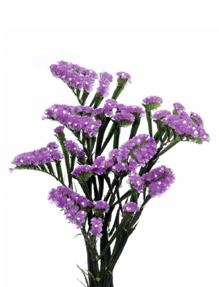 06-022_オーシャン　　ウィングス_2007(Ocean Wings)