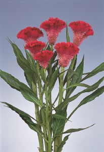 05-007_ｾﾛｼｱ　ﾏｰﾁﾝ　ｽｶｰﾚｯﾄ