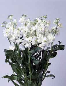 07-001_ｽﾄｯｸ_ｶﾙﾃｯﾄ　ﾎﾜｲﾄ