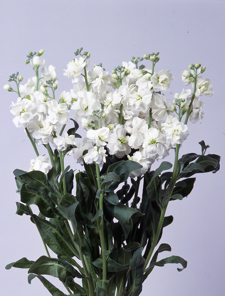 07-001_ｽﾄｯｸ_ｶﾙﾃｯﾄ　ﾎﾜｲﾄ