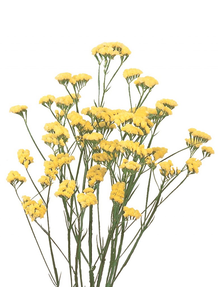 06-020_クリスタルイエロー_2003