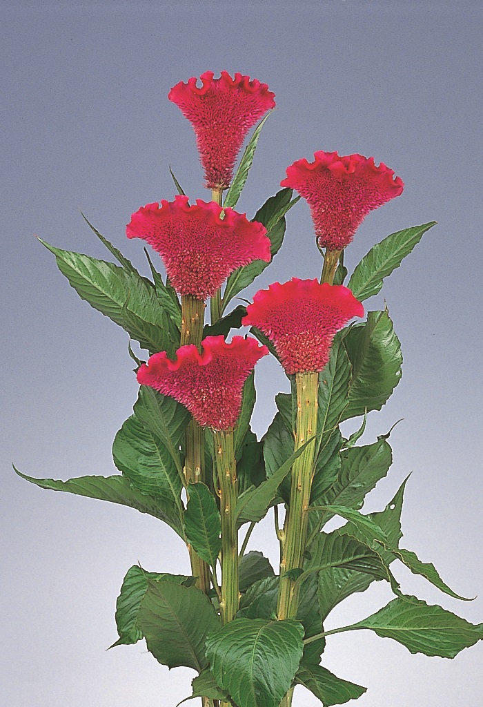 05-018_ｾﾛｼｱ　ﾃﾞﾘｰ　ﾚｯﾄﾞ