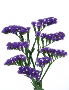 06-021_スターチスシニュアタ_ベルベットウィングス